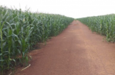 Fazenda para venda em Dourados
